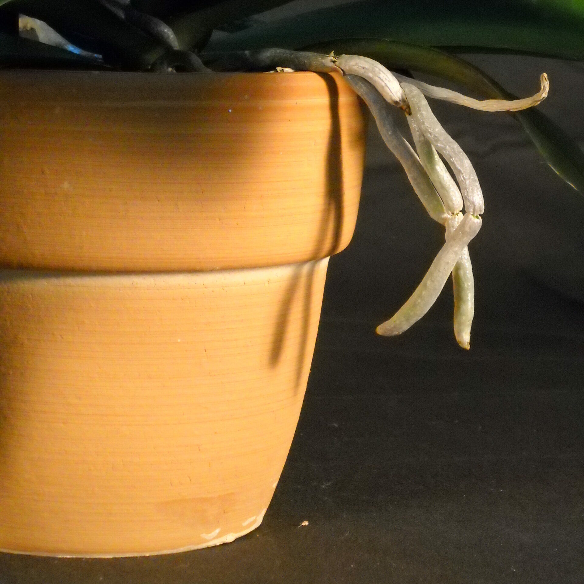 Orchidée disposée dans un cache-pot déco aux Jardins d'Émilie