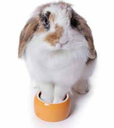 Lapin nain aux Jardins d'Émilie