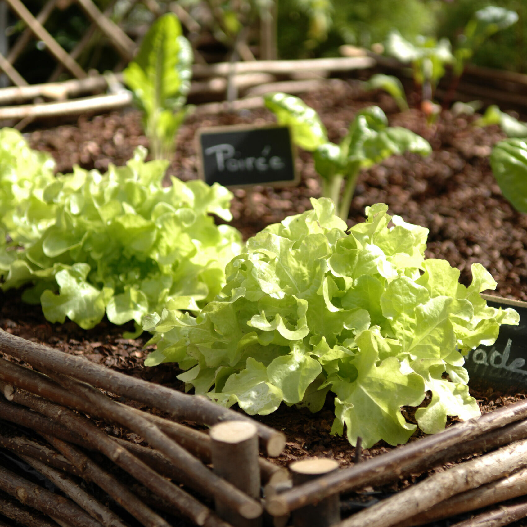 Plants de légumes et graines pour le potager aux Jardins d'Émilie