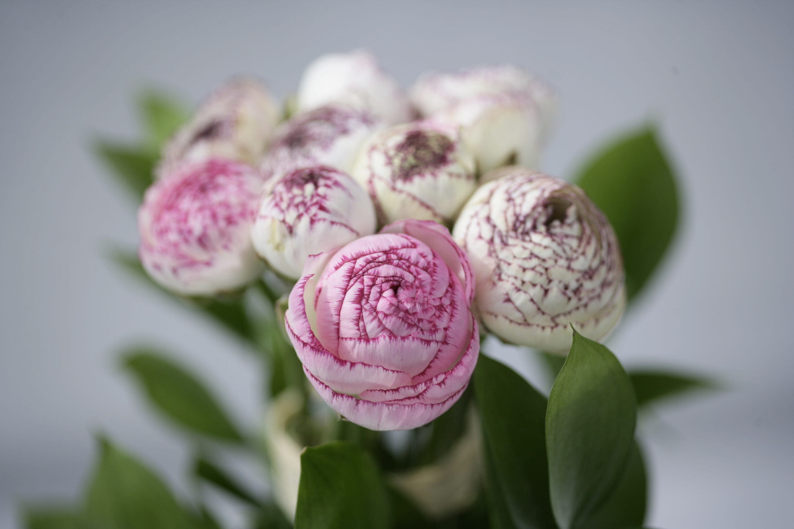 Fleuristerie et bouquets de fleurs aux Jardins d'Émilie