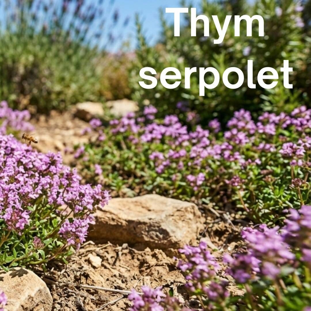 Thym serpolet fleuri - couvre-sol résistant à la sécheresse