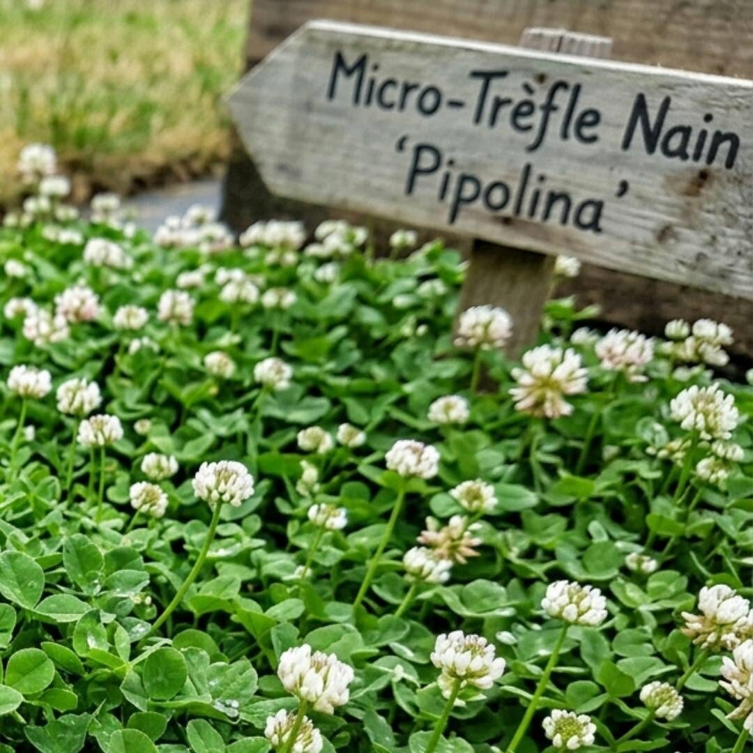 Trèfle nain - tapis vert résistant et écologique