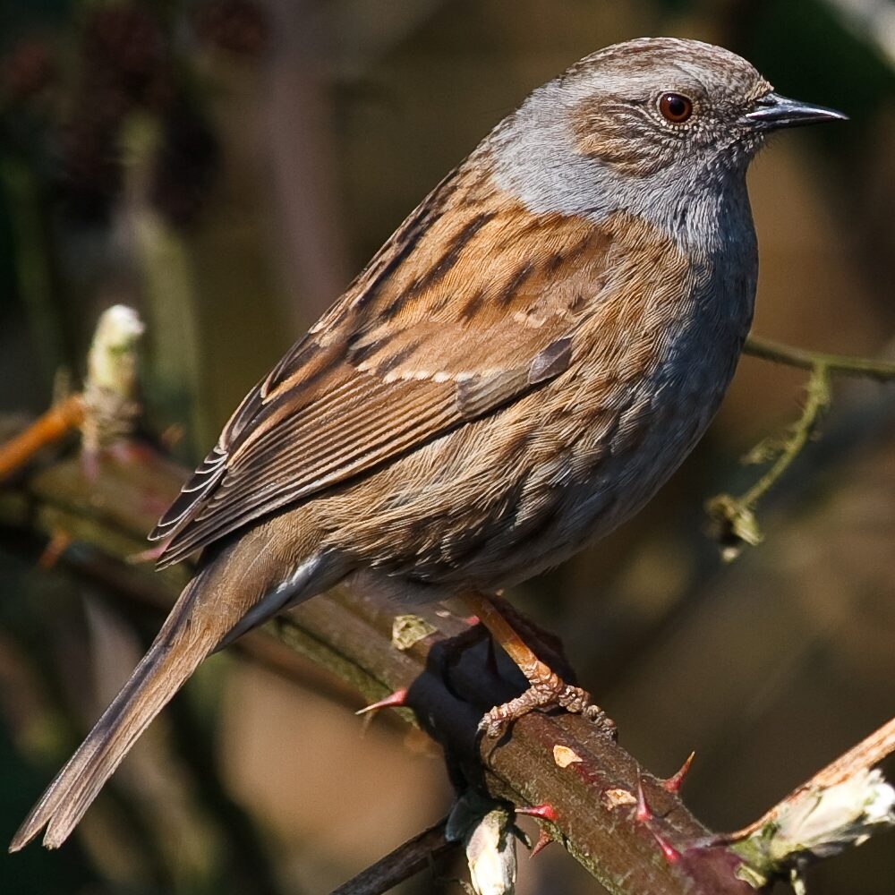Accenteur mouchet et oiseaux du jardin aux Jardins d'Émilie