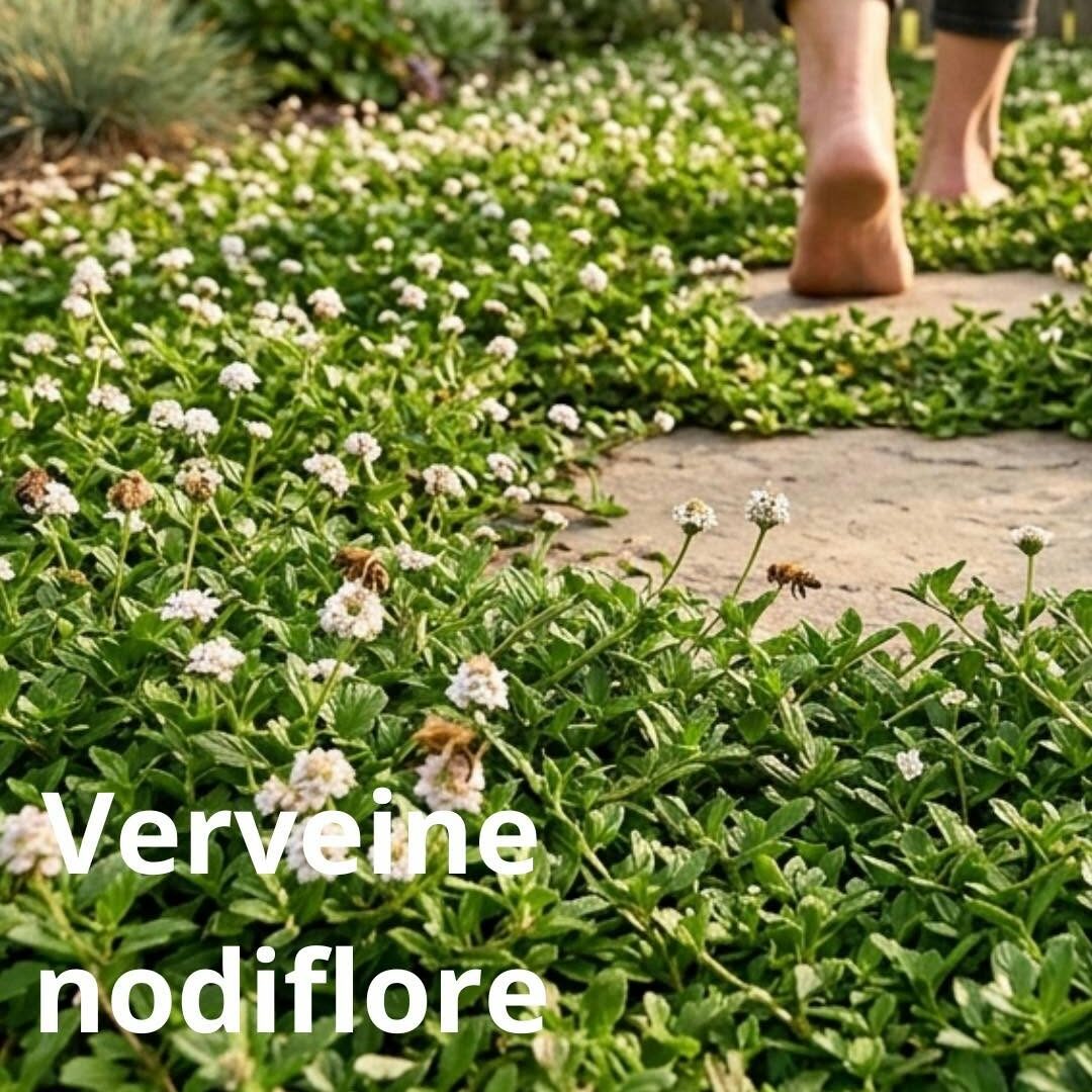Verveine nodiflore (Lippia nodiflora) en fleurs